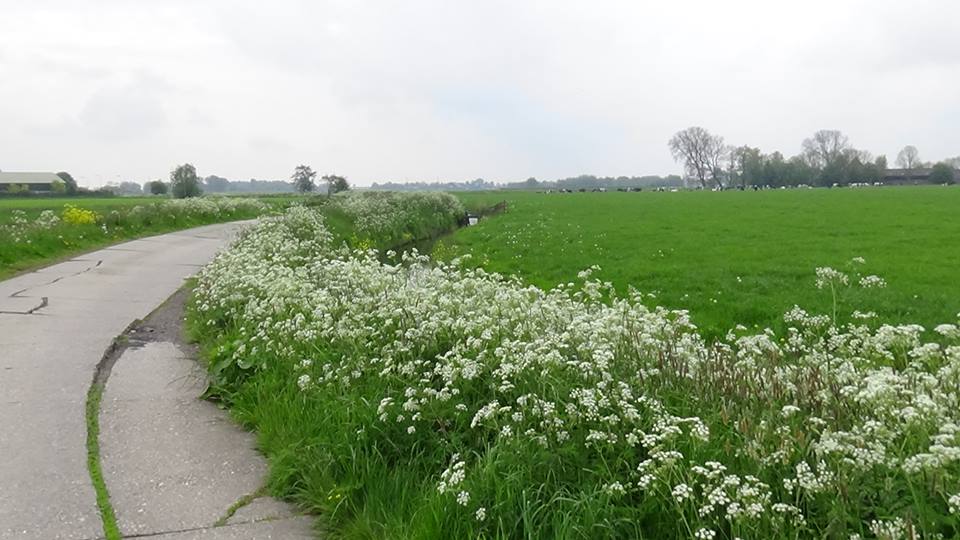 18446920_449418408745208_1716288870891708450_n